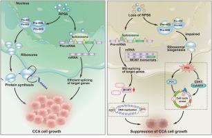 Beyond ribosomal function: RPS6 deficiency suppresses cholangiocarcinoma cell growth by disrupting alternative splicing