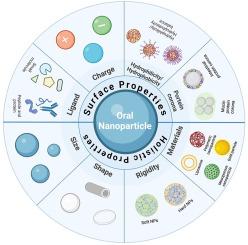 Transepithelial transport of nanoparticles in oral drug delivery: From the perspective of surface and holistic property modulation