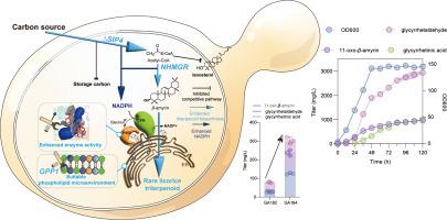 Establishing cell suitability for high-level production of licorice triterpenoids in yeast