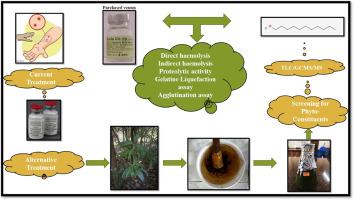 Obscure properties of a traditional herb Pittosporum neelgherrense used to treat snakebite envenoming against Daboia russelli venoms