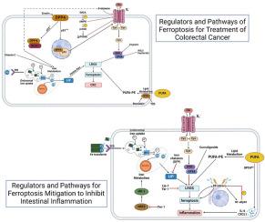 Unveiling ferroptosis as a promising therapeutic avenue for colorectal cancer and colitis treatment