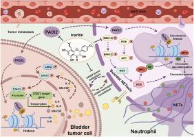 Icaritin inhibits the progression of urothelial cancer by suppressing PADI2-mediated neutrophil infiltration and neutrophil extracellular trap formation