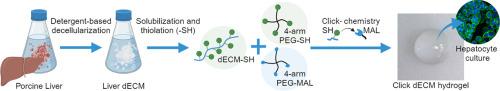 Liver click dECM hydrogels for engineering hepatic microenvironments