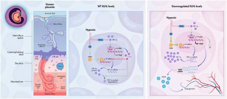 KLF6 negatively regulates HIF-1α in extravillous trophoblasts under hypoxia