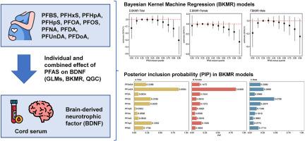 Sex-specific associations of per- and polyfluoroalkyl substances with brain-derived neurotrophic factors (BDNF) in cord serum