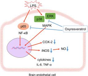 Oxyresveratrol reduces lipopolysaccharide-induced inflammation and oxidative stress through inactivation of MAPK and NF-κB signaling in brain endothelial cells