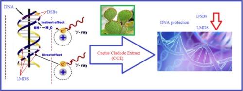 Opuntia ficus indica cladode extract inhibit DNA double-strand breaks and locally multiply damaged sites induced by gamma radiation