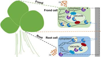 Effects of SpGSH1 and SpPCS1 overexpression or co-overexpression on cadmium accumulation in yeast and Spirodela polyrhiza