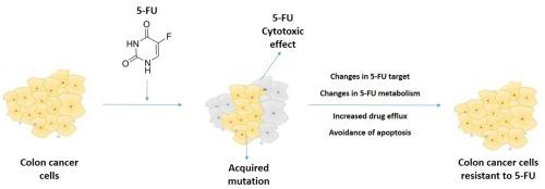 Resistance to 5-fluorouracil: The molecular mechanisms of development in colon cancer cells