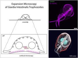 Imaging Giardia intestinalis cellular organisation using expansion microscopy reveals atypical centrin localisation