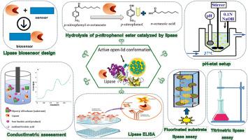 Basic strategies for monitoring lipase activity: A review