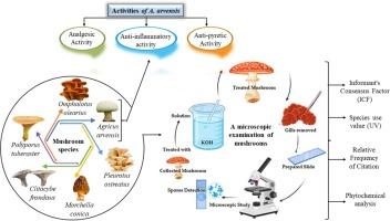 Ethnobotanical diversity, phytochemical screening and biological evaluation of selected medicinal mushrooms species