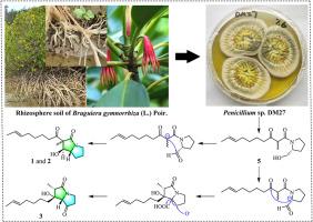 Penicipyrrolizidinones A−C, three pyrrolizidinone alkaloids with unprecedented skeletons from the mangrove-derived fungus Penicillium sp. DM27