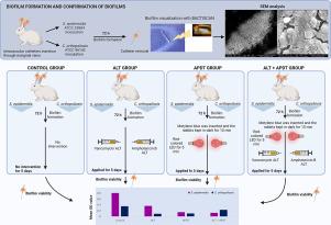 The effectiveness of antimicrobial photodynamic therapy on catheter infection model