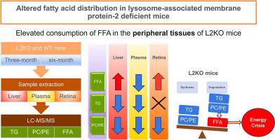 Altered fatty acid distribution in lysosome-associated membrane protein-2 deficient mice