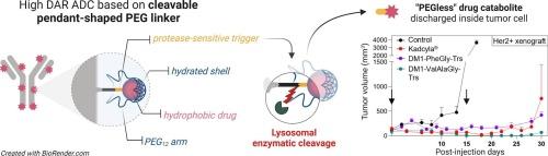 Optimization of a pendant-shaped PEGylated linker for antibody-drug conjugates