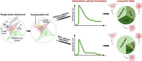 Manipulating long-term fates of sonoporated cells by regulating intracellular calcium for improving sonoporation-based delivery