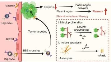 Brain-tumor-seeking and serpin-inhibiting outer membrane vesicles restore plasmin-mediated attacks against brain metastases