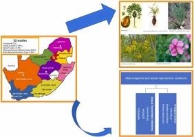 South African medicinal plants used for health conditions affecting males: an ethnobotanical review