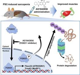 Blockade of forkhead box protein O1 signaling alleviates primary sclerosing cholangitis-induced sarcopenia in mice model