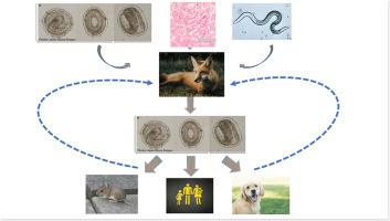 The global prevalence of Toxocara canis among red foxes (Vulpes vulpes): A systematic review and meta-analysis