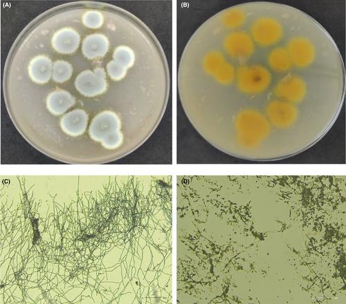 Genomic characterization and identification of candidate genes for putative podophyllotoxin biosynthesis pathway in Penicillium herquei HGN12.1C