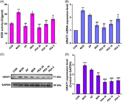 The antihyperuricemic and nephroprotective effect of puerarin by reducing uric acid level and exerting anti-inflammatory activity