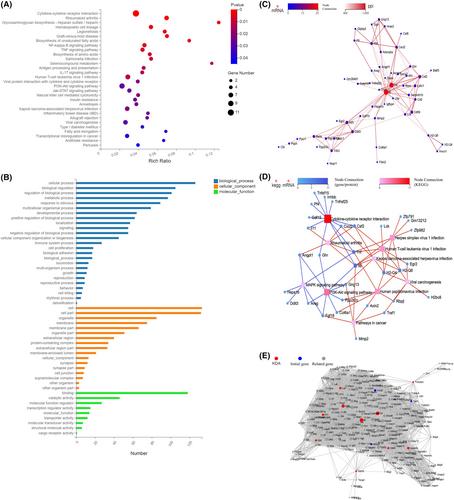 TIM-4 increases the proportion of CD4+CD25+FOXP3+ regulatory T cells in the pancreatic ductal adenocarcinoma microenvironment by inhibiting IL-6 secretion