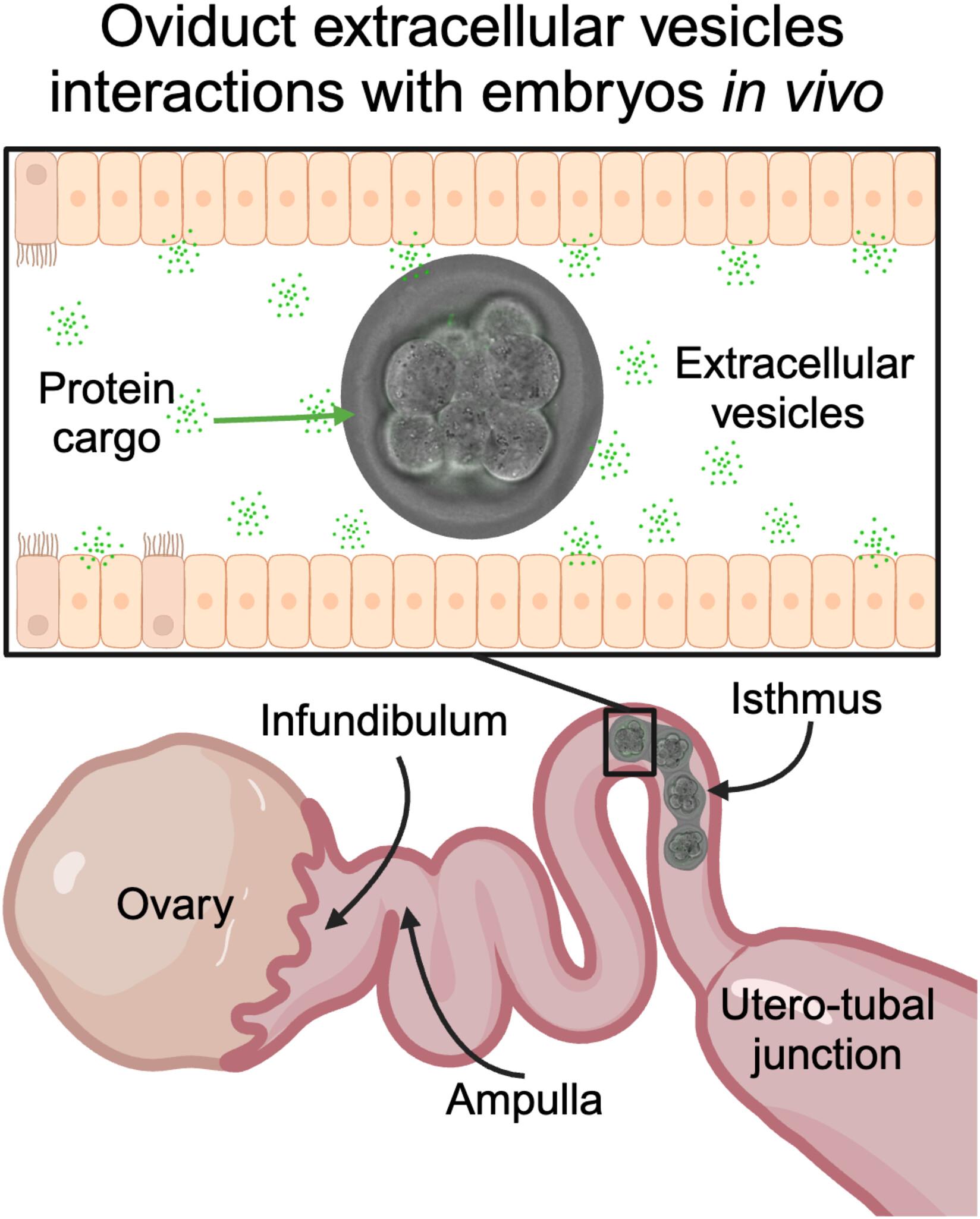 Proteomic analysis and in vivo visualization of extracellular vesicles from mouse oviducts during pre-implantation embryo development