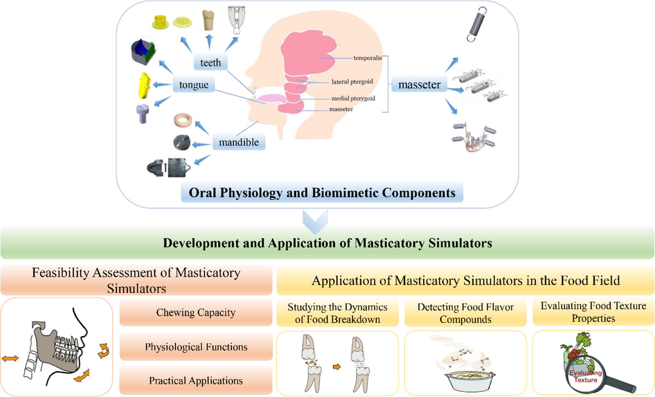 Masticatory simulators based on oral physiology in food research: A systematic review