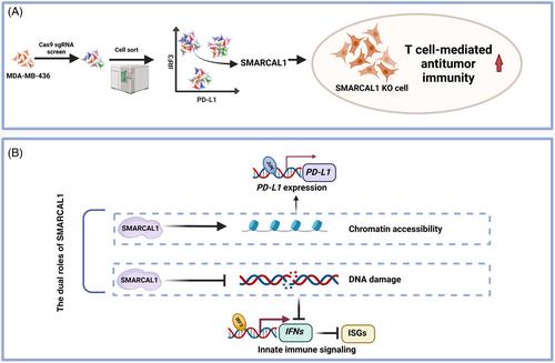 SMARCAL1: a new target for taming tumor immune evasion