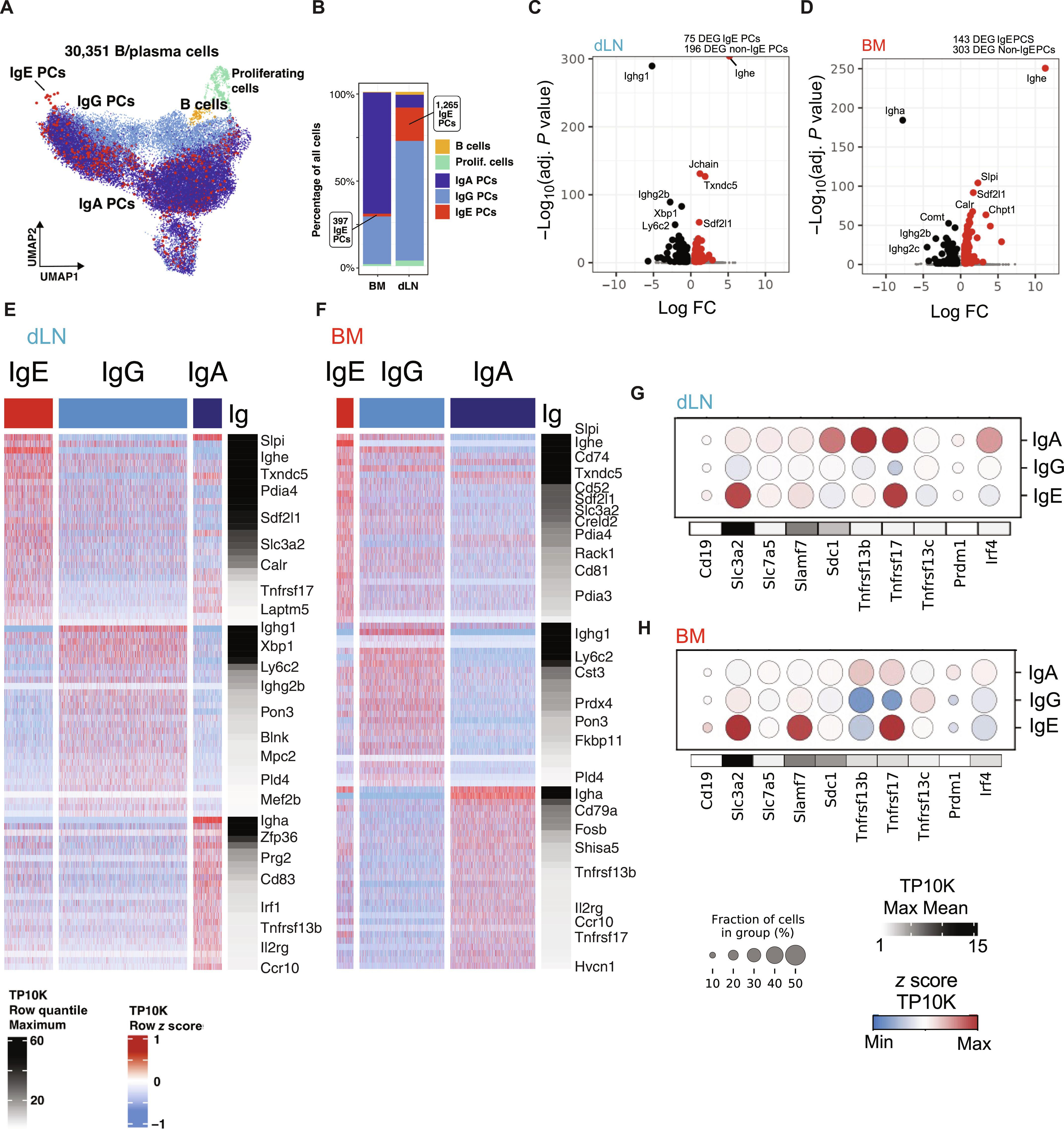 IgE plasma cells are transcriptionally and functionally distinct from other isotypes