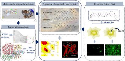 Molecular docking and transcriptomic analysis reveal the mechanism of myosin-derived peptides activating bitter receptor of hT2R1