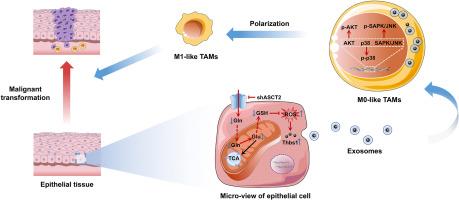 Oxidative stress promotes oral carcinogenesis via Thbs1-mediated M1-like tumor-associated macrophages polarization