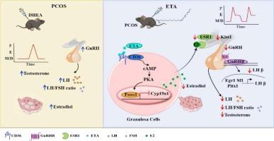 Eicosatrienoic acid inhibits estradiol synthesis through the CD36/FOXO1/CYP19A1 signaling pathway to improve PCOS in mice