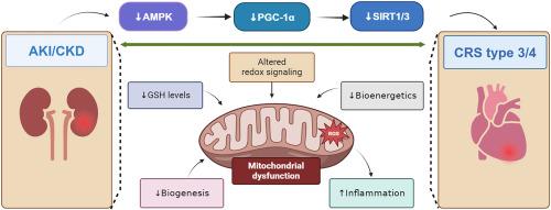 Role of mitochondria in reno-cardiac diseases: A study of bioenergetics, biogenesis, and GSH signaling in disease transition