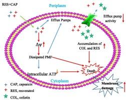 Synergistic activity of colistin in combination with resveratrol and capsaicin against mcr-1-posotive Escherichia coli