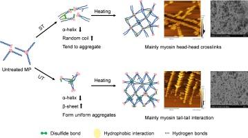 Insight into the effects of ultrasound-assisted intermittent tumbling on the gelation properties of myofibrillar proteins: Conformational modifications, intermolecular interactions, rheological properties and microstructure