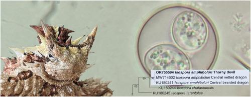 First record of Isospora amphiboluri in the thorny devil, Moloch horridus