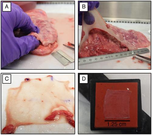 Lung Mechanics: Material Characterization of Pulmonary Constituents for an Experimentally Informed Computational Pipeline