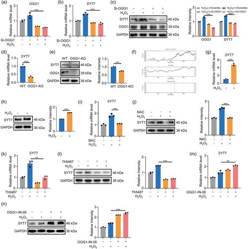 The 8-oxoguanine DNA glycosylase-synaptotagmin 7 pathway increases extracellular vesicle release and promotes tumour metastasis during oxidative stress