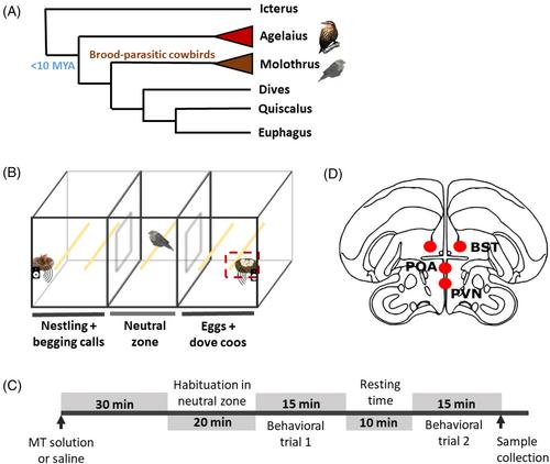 Divergent neural nodes are species- and hormone-dependent in the brood parasitic brain