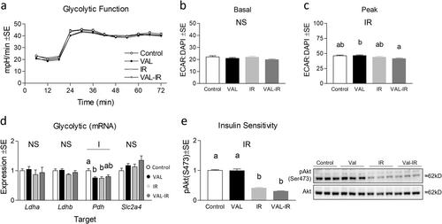 Valsartan Rescues Suppressed Mitochondrial Metabolism during Insulin Resistance in C2C12 Myotubes