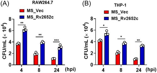 Mycobacterium tuberculosis protein Rv2652c enhances intracellular survival by inhibiting host immune responses