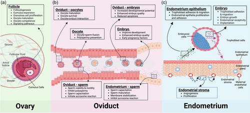 Exploring the potential of in vitro extracellular vesicle generation in reproductive biology