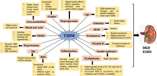 Prediction factors and models for chronic kidney disease in type 2 diabetes mellitus: A review of the literature