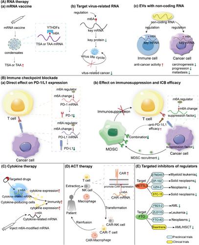 Role of N6-methyladenosine RNA modification in cancer