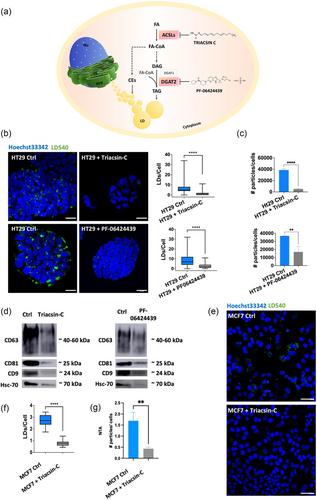 Lipid droplets and small extracellular vesicles: More than two independent entities