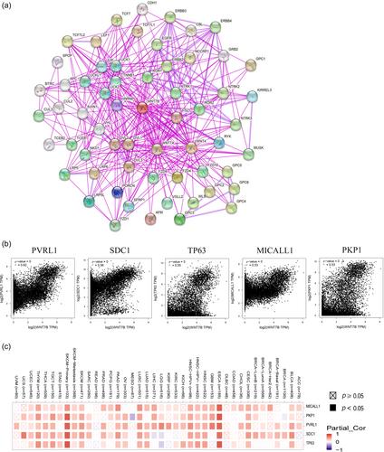 A pan-cancer analysis of Wnt family member 7B in human cancers