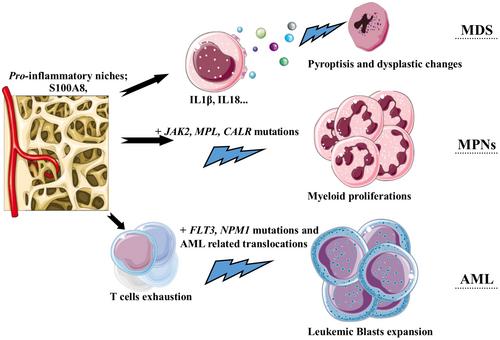 Immune-dysregulation harnessing in myeloid neoplasms